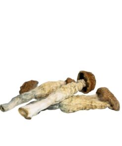 Buy Blue Goba Magic Mushroom