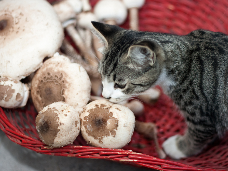 Can Cats Eat Magic Mushrooms?